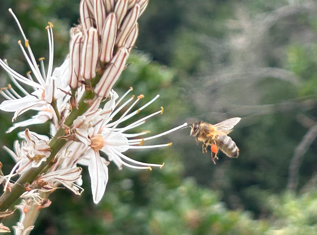 abeille
