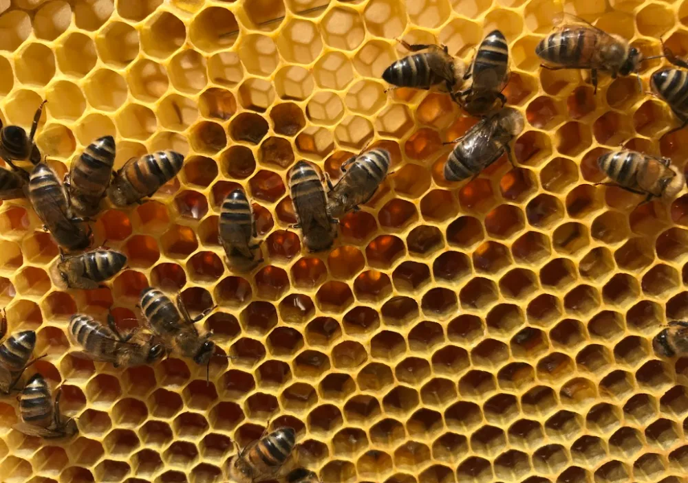 abeilles